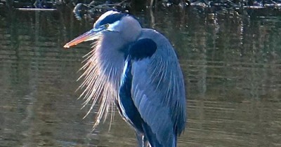 The Pacific Great Blue Heron is just on example of the many kinds of wildlife the Mountainaire Avian Rescue Society treats