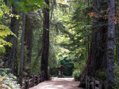 Trails lead from Miracle Beach Provincial Park campground to the beach