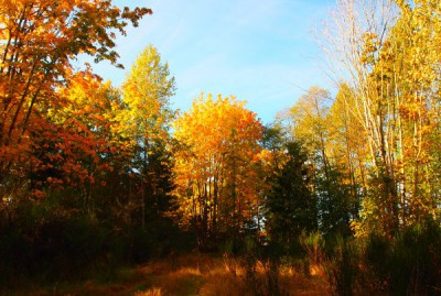 Trent River Estates